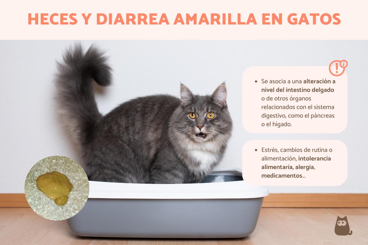Heces amarillas en gatos - Causas y qué hacer