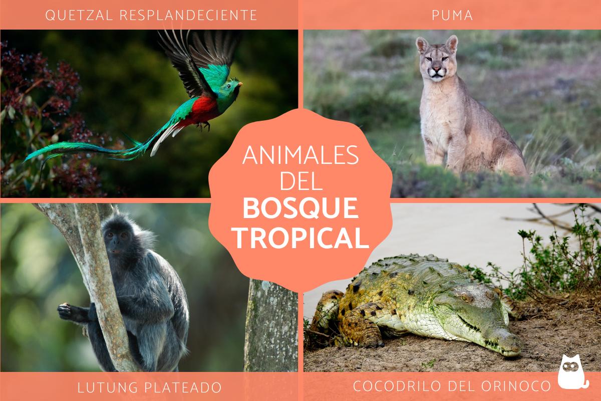 Animales del bosque tropical