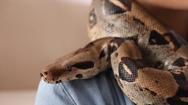 Una jubilada convivía con 30 animales en un pequeño apartamento: tenía un zorro, una boa y hasta un caimán - Cerca de 30 animales de distintas especies convivían en un mismo apartamento