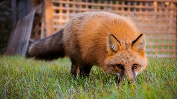 Una jubilada convivía con 30 animales en un pequeño apartamento: tenía un zorro, una boa y hasta un caimán - El problema de tener un animal salvaje en casa: sus necesidades reales no desaparecen