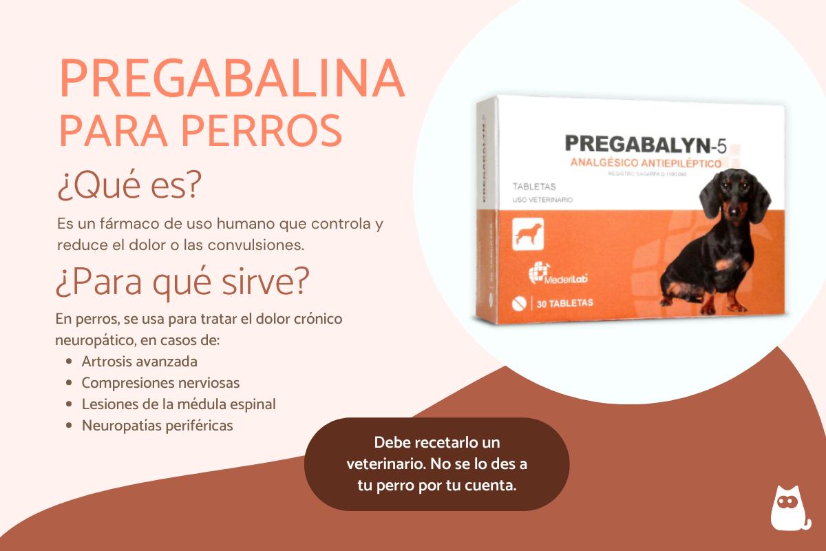Pregabalina para perros: dosis y para qué sirve