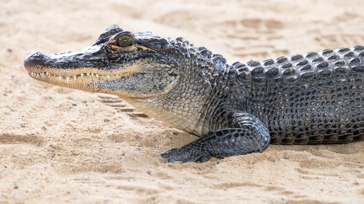 Una jubilada convivía con 30 animales en un pequeño apartamento: tenía un zorro, una boa y hasta un caimán