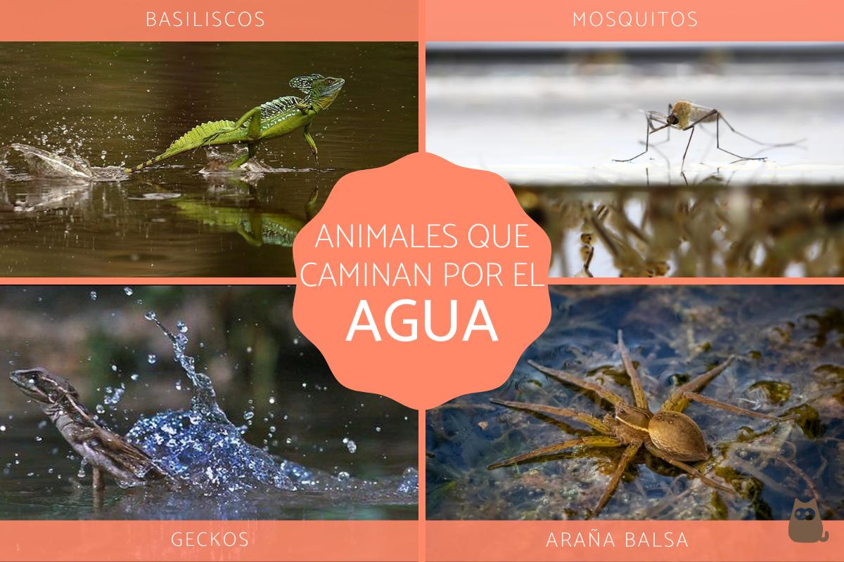 Animales que caminan sobre el agua