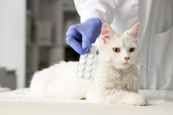 Antiinflamatorios para gatos de uso humano