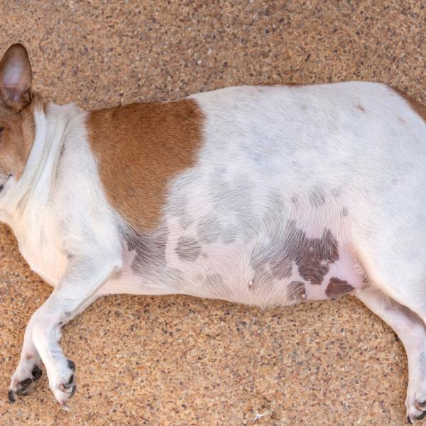 qué hace que los intestinos de un perro se inflamen