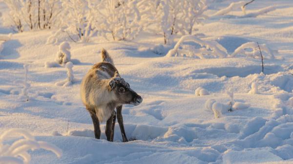 María Luz Thomann, bióloga, explica por qué cuando llega el frío, estos animales desaparecen: "Buscan refugio y comida, es un instinto evolutivo para sobrevivir" - El frío no es el único motivo: la comida también desaparece