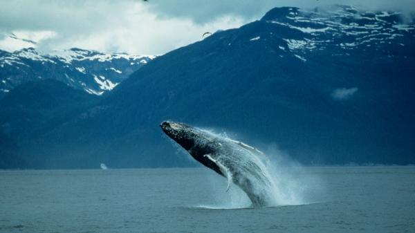 María Luz Thomann, bióloga, explica por qué cuando llega el frío, estos animales desaparecen: "Buscan refugio y comida, es un instinto evolutivo para sobrevivir" - La migración como estrategia evolutiva de supervivencia