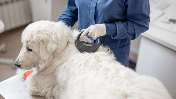 La UE cambia las normas: a partir del 31 de agosto de 2036, los propietarios de perros y gatos deberán cambiar el microchip si es ilegible - Los microchips ilegibles deberán sustituirse, pero los que funcionan seguirán siendo válidos