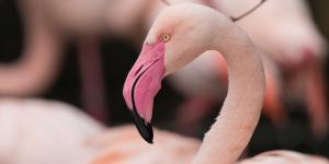 María Luz Thomann, bióloga, explica por qué cuando llega el frío, estos animales desaparecen: "Buscan refugio y comida, es un instinto evolutivo para sobrevivir"