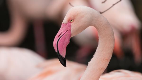 María Luz Thomann, bióloga, explica por qué cuando llega el frío, estos animales desaparecen: "Buscan refugio y comida, es un instinto evolutivo para sobrevivir"