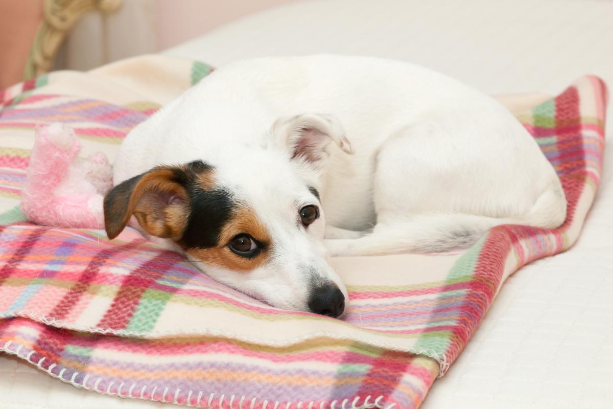 ¿Qué ponerle a una perra cuando tiene la regla?