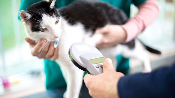 La UE cambia las normas: a partir del 31 de agosto de 2036, los propietarios de perros y gatos deberán cambiar el microchip si es ilegible - Un microchip ilegible no siempre está averiado: cómo comprobarlo
