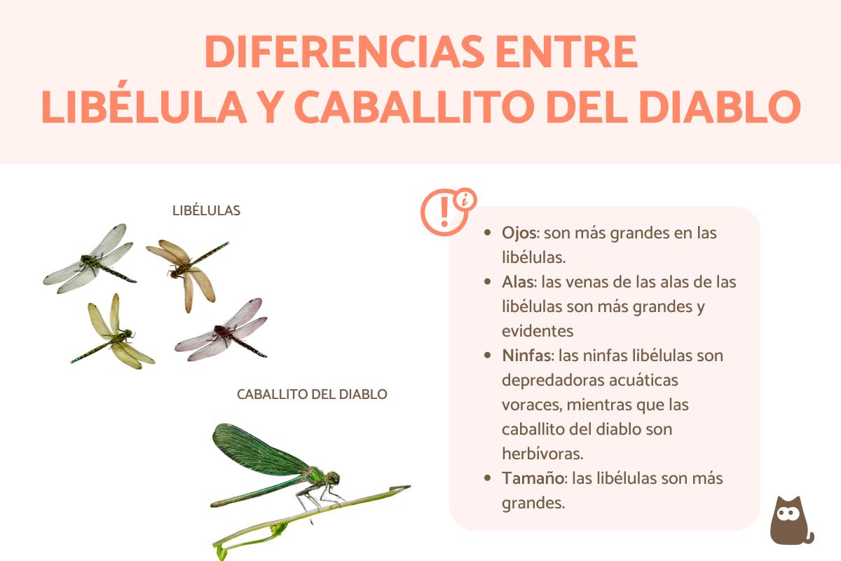 Diferencias entre libélula y caballito del diablo