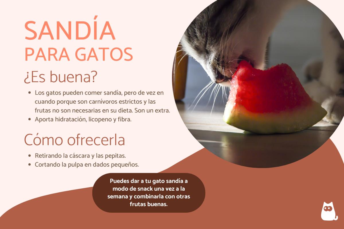 ¿Los gatos pueden comer sandía?