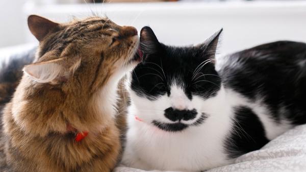 Si tu gato está triste por la llegada de un nuevo gato no son celos: es su instinto de supervivencia y así es como debes actuar - Consejos para devolver la confianza y alegría a tu gato