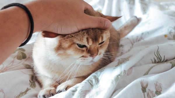 Si tu gato está triste por la llegada de un nuevo gato no son celos: es su instinto de supervivencia y así es como debes actuar - Lo ocurre en la mente de un gato cuando llega otro gato a casa