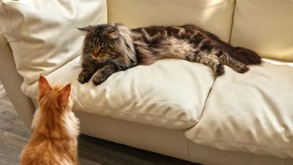 Si tu gato está triste por la llegada de un nuevo gato no son celos: es su instinto de supervivencia y así es como debes actuar - ¿Realmente los gatos pueden sentir celos como los humanos?