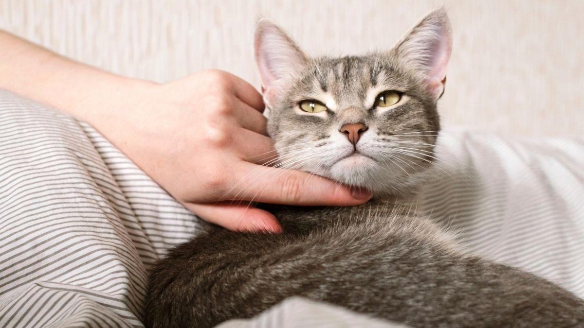 Si tu gato está triste por la llegada de un nuevo gato no son celos: es su instinto de supervivencia y así es como debes actuar