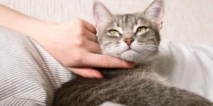 Si tu gato está triste por la llegada de un nuevo gato no son celos: es su instinto de supervivencia y así es como debes actuar