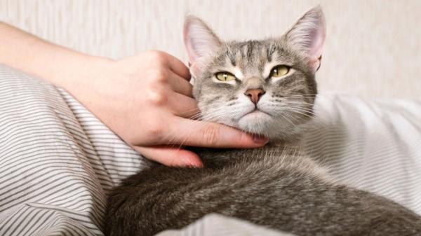 Si tu gato está triste por la llegada de un nuevo gato no son celos: es su instinto de supervivencia y así es como debes actuar