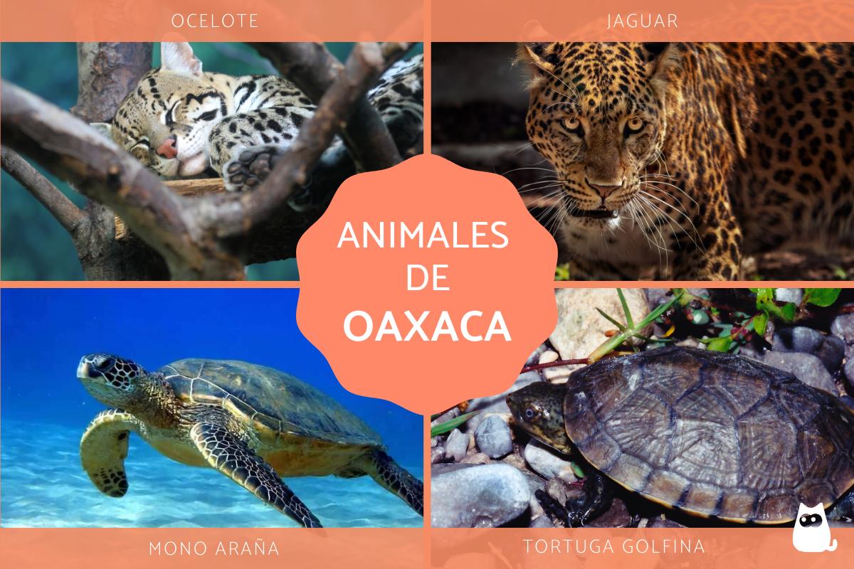 Animales de Oaxaca