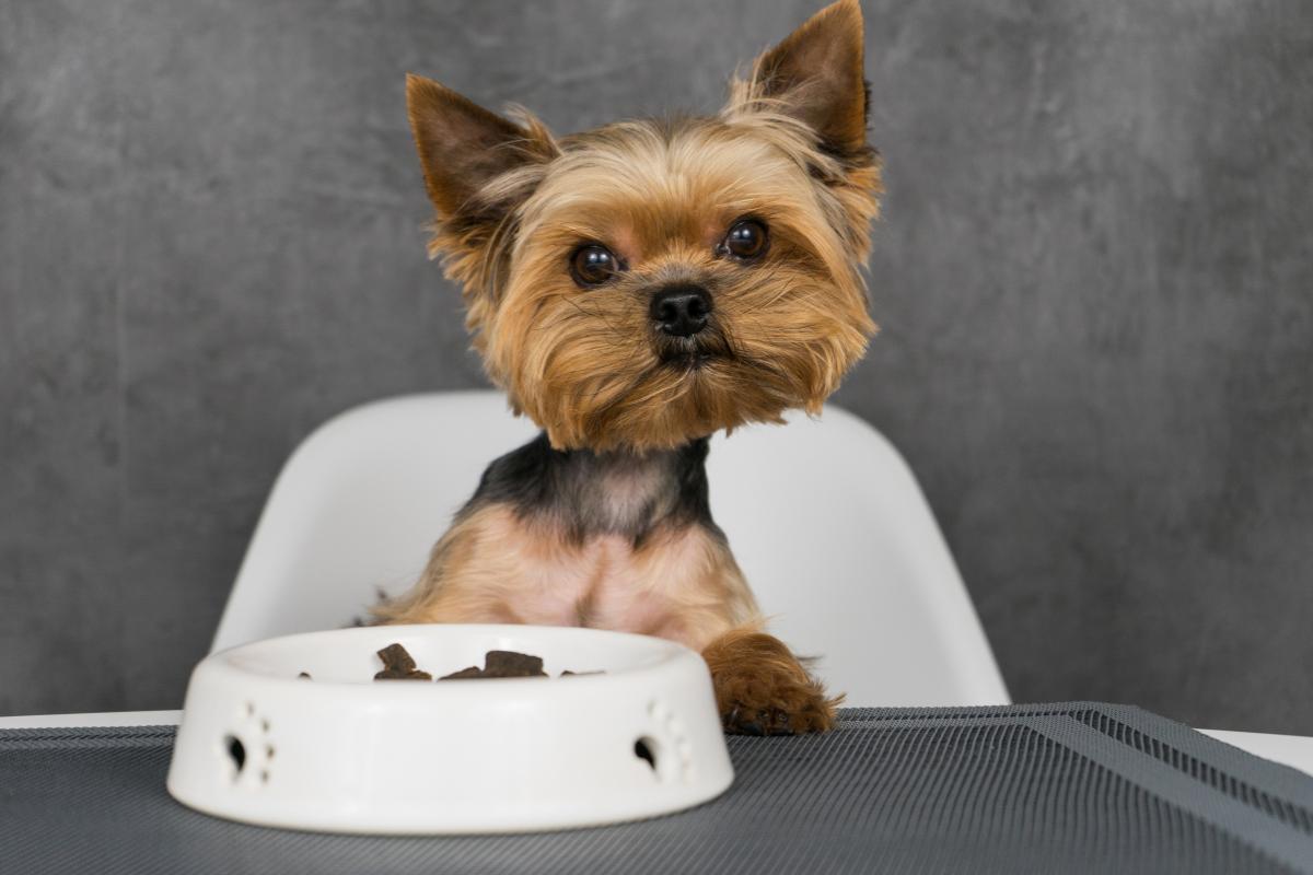 cuanto hay que darle de comer a un terrier al dia