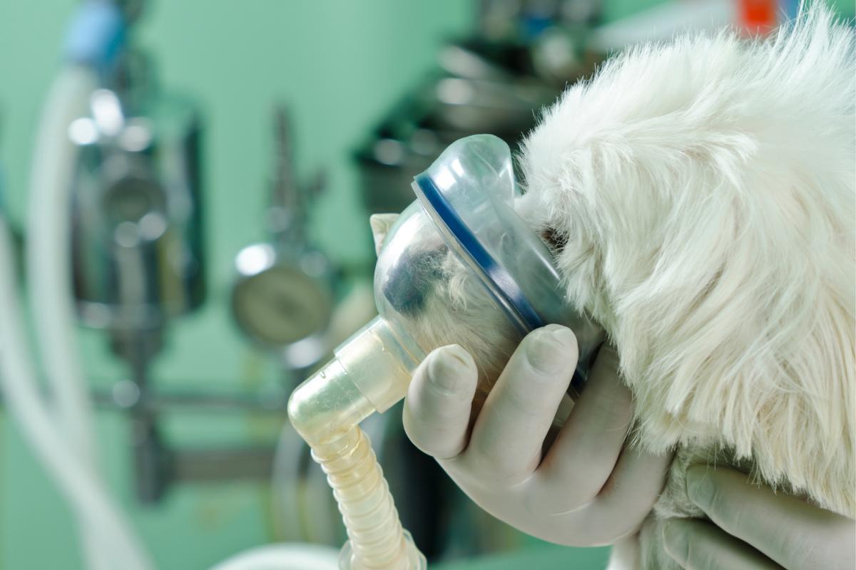 Enfermedades y problemas respiratorios en perros