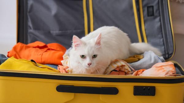 Viajar con tu mascota en la UE: qué exige la ley sobre el registro de viajes (y qué no) - Lo que sí es oficial: debes registrar a tu animal para viajar por la UE