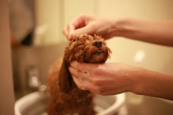 como le doy un baño a mi perro