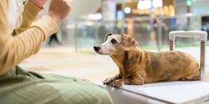 Viajar con tu mascota en la UE: qué exige la ley sobre el registro de viajes (y qué no)