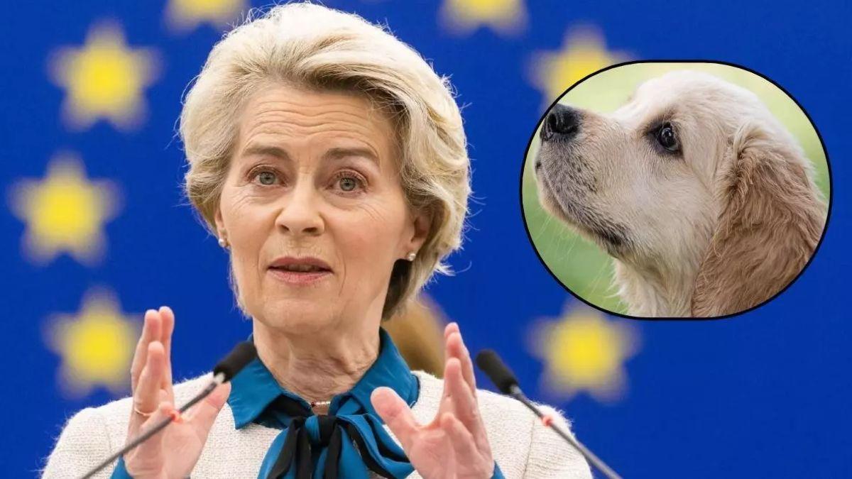 Europa cambia las normas para los que tengan perros o gatos: el nuevo requisito obligatorio desde abril