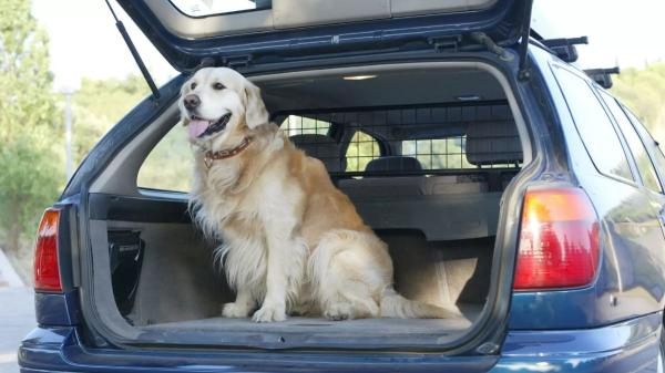 Europa cambia las normas para los que tengan perros o gatos: el nuevo requisito obligatorio desde abril - 