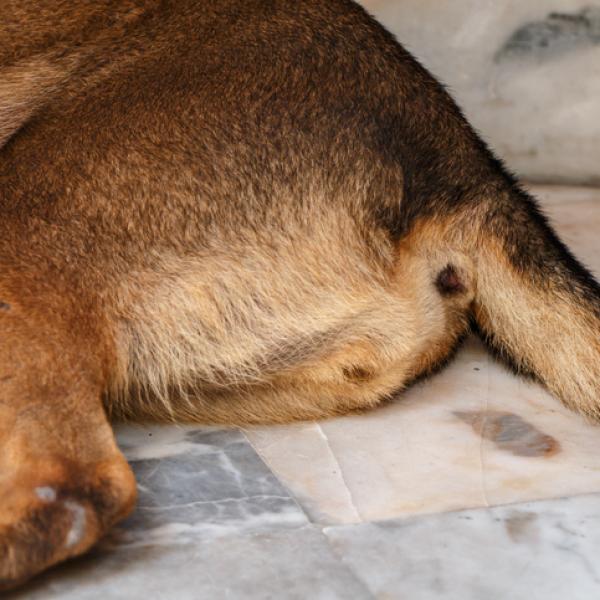 por qué la orina de perro huele a pescado