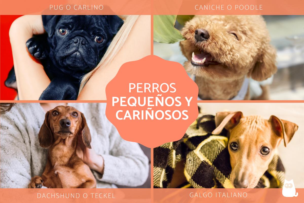 Razas de perros pequeños y cariñosos
