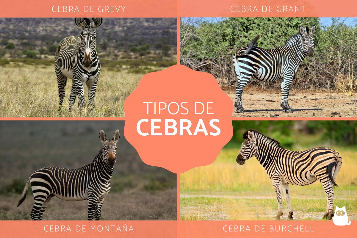 Tipos de cebras