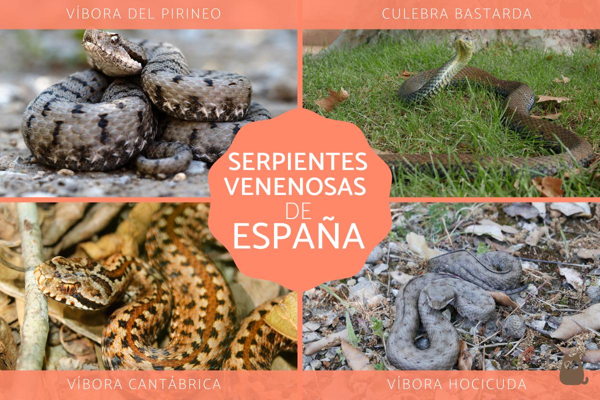 5 especies de serpientes venenosas en España