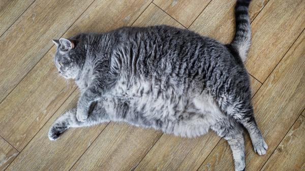 Ni grasa ni sobrepeso: la razón por la que algunos gatos tienen una “barriga colgante” que pocos conocen, según los veterinarios - Las señales que indican que sí puede haber un problema de peso, según los veterinarios