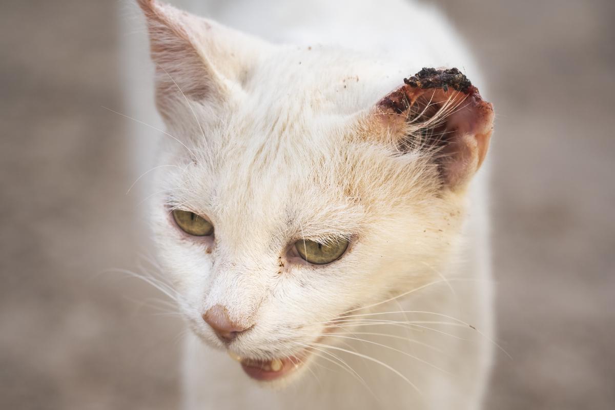 Mi gato tiene costras en las orejas: causas y tratamientos