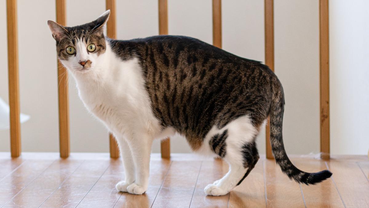 Ni grasa ni sobrepeso: la razón por la que algunos gatos tie