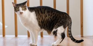 Ni grasa ni sobrepeso: la razón por la que algunos gatos tienen una “barriga colgante” que pocos conocen, según los veterinarios
