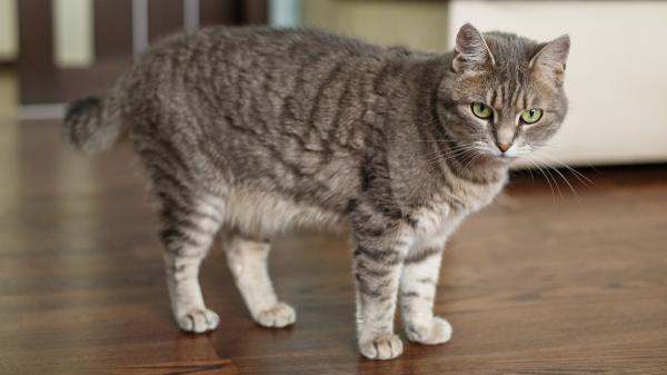 Ni grasa ni sobrepeso: la razón por la que algunos gatos tienen una “barriga colgante” que pocos conocen, según los veterinarios - Por qué algunos gatos la tienen y otros no: la respuesta está en la genética