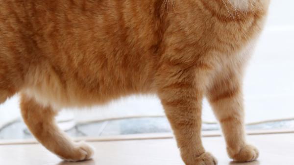 Ni grasa ni sobrepeso: la razón por la que algunos gatos tienen una “barriga colgante” que pocos conocen, según los veterinarios - Protección, movilidad y reserva de energía: las verdaderas funciones de esa “barriga colgante”