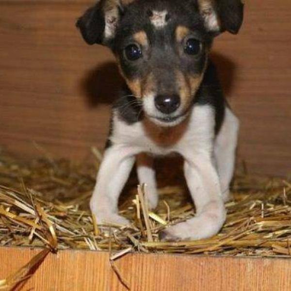 qué causa la deficiencia de calcio en los perros