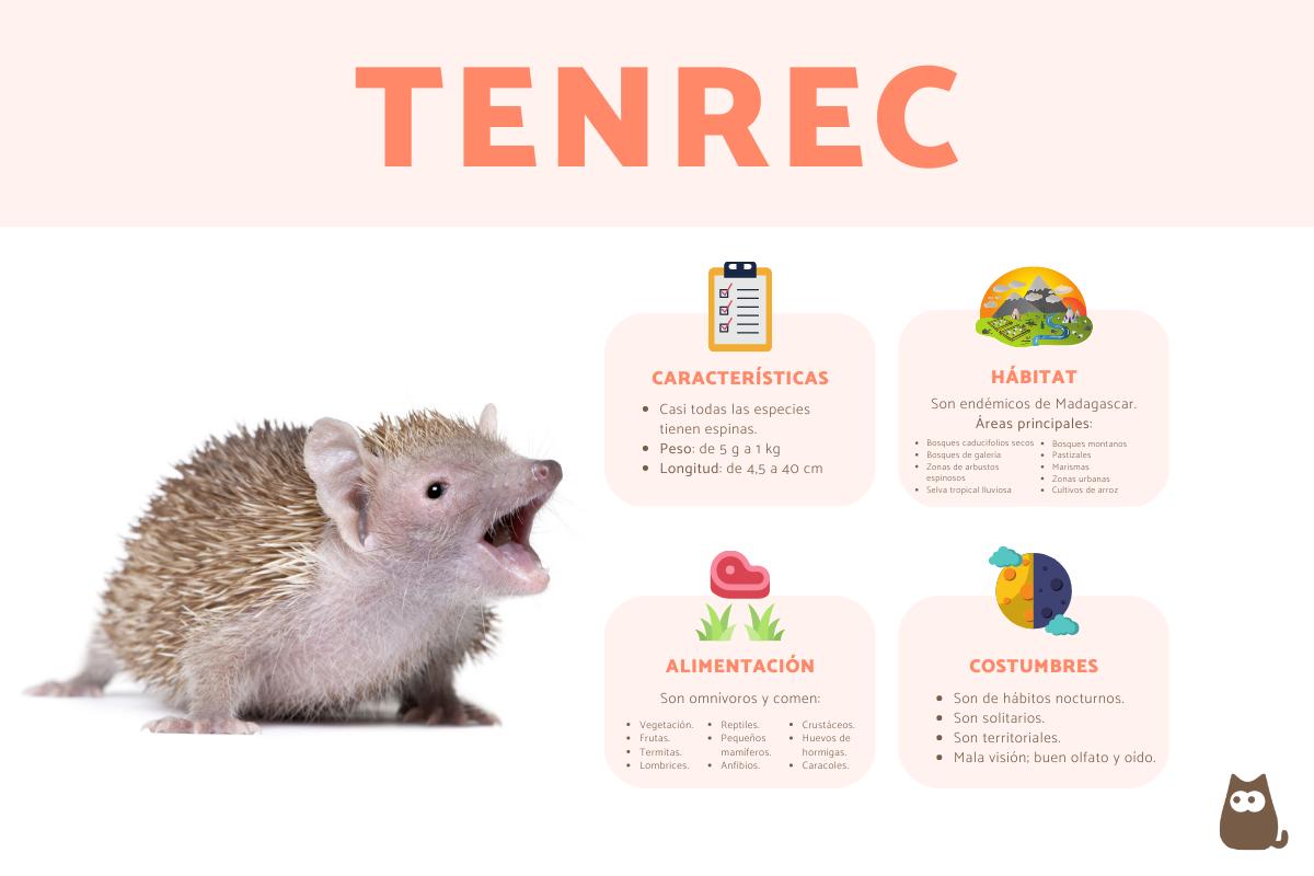 Tenrec - Características, hábitat y cuidados