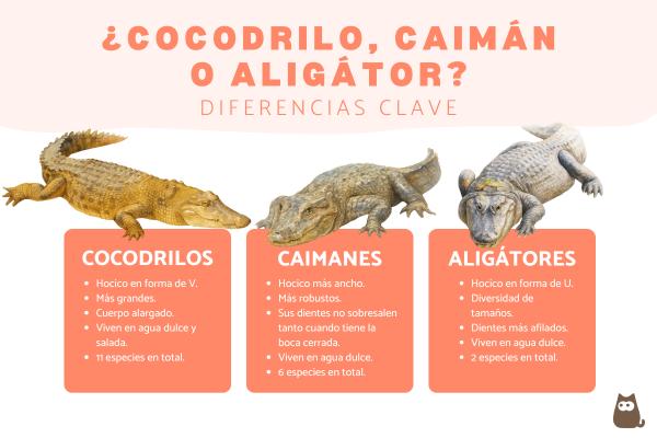 Diferencias entre cocodrilo, caimán y aligátor