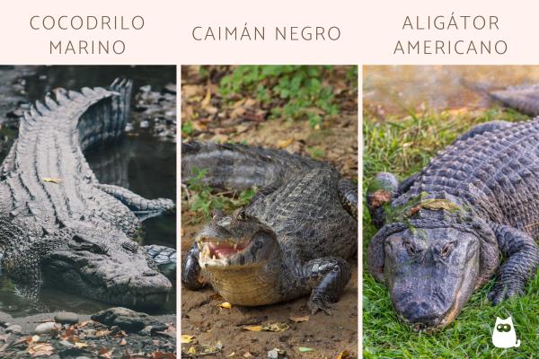 Diferencias entre cocodrilo, caimán y aligátor - Diferencias físicas entre cocodrilo, caimán y alligator