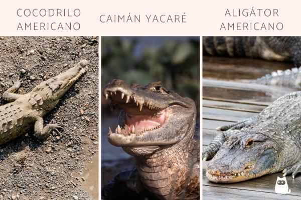 Diferencias entre cocodrilo, caimán y aligátor - Otras diferencias entre cocodrilo, caimán y alligator