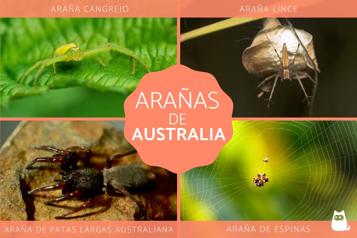 Arañas en Australia