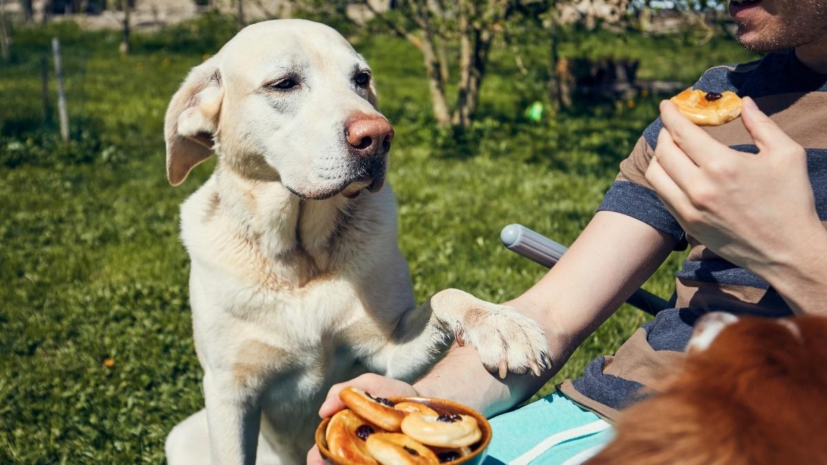 La etología dice que los perros que miran fijamente a sus dueños mientras comen aprenden a interpretar sus gestos para saber cuándo van a recibir comida