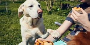 La etología dice que los perros que miran fijamente a sus dueños mientras comen aprenden a interpretar sus gestos para saber cuándo van a recibir comida